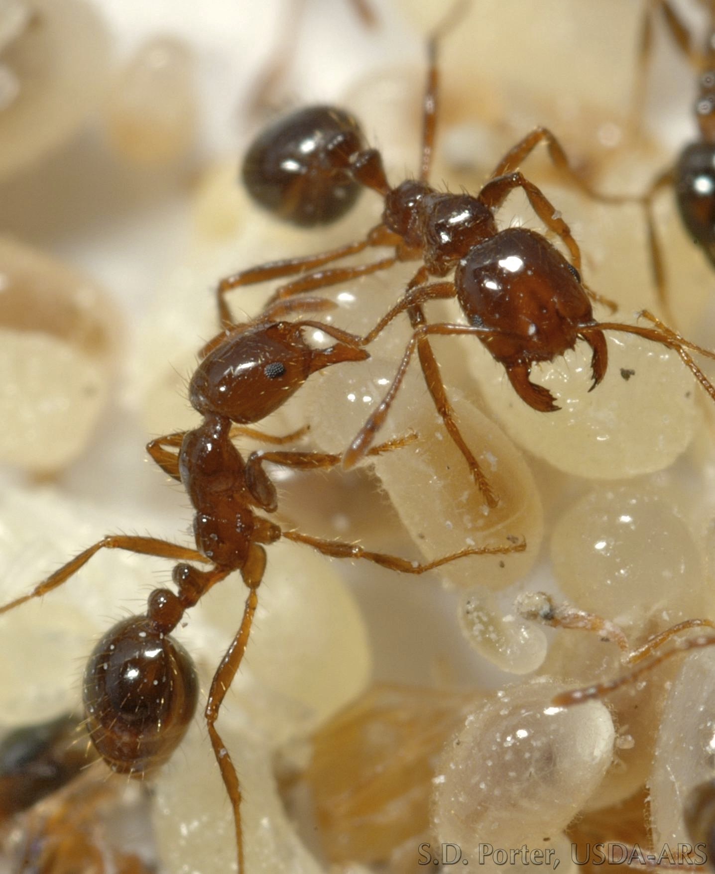Кочевые муравьи матка