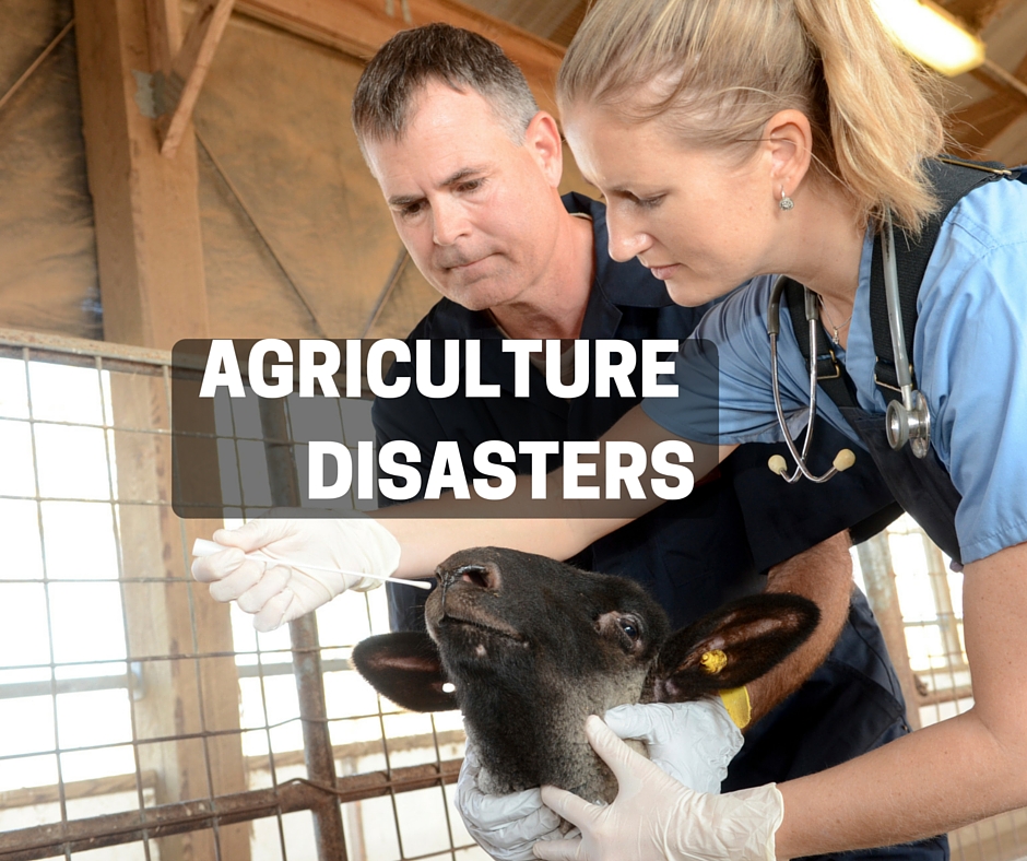 Agriculture Disasters preparedness and recovery information