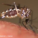 Health officials find probable local Zika infection