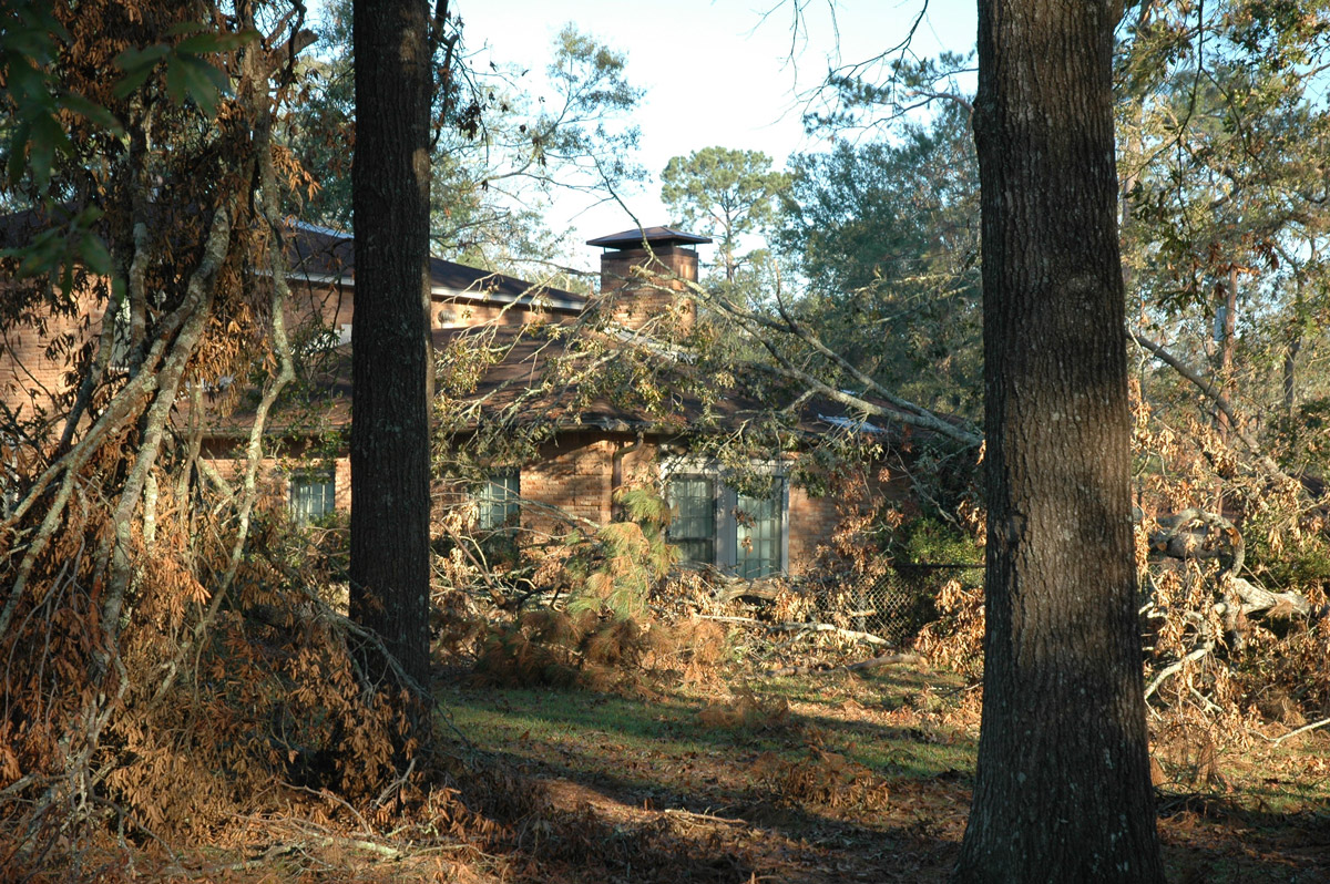 How to Save a Damaged Tree - Repairing Storm-Damaged Trees 