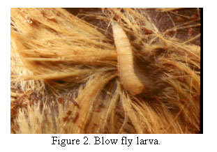 blow fly larva