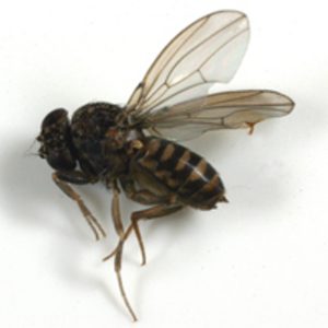 controlling houseflies in the home