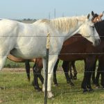preventing-diseases-in-horses-equine