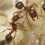 Baled Hay and the Imported Fire Ant