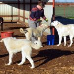 Don’t forget to include animals when preparing for emergencies