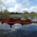 Hurricane Harvey Disaster Recovery Information and Resources