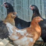 Raising Backyard Chickens Safely – Biosecurity for Birds