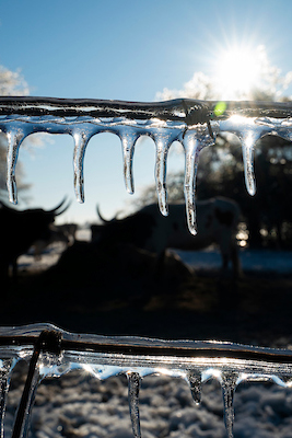 icicles on a barbed wire fence with cattle in the background