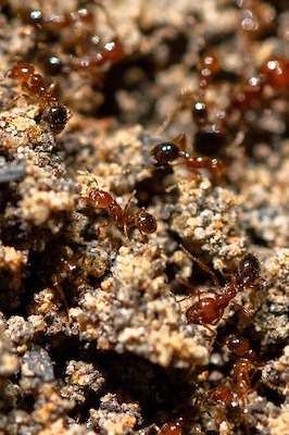 Fire ants crawling on the ground
